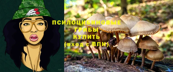 стаф Кодинск