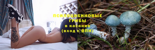 стаф Кодинск